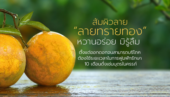 สวนส้มทรายทอง